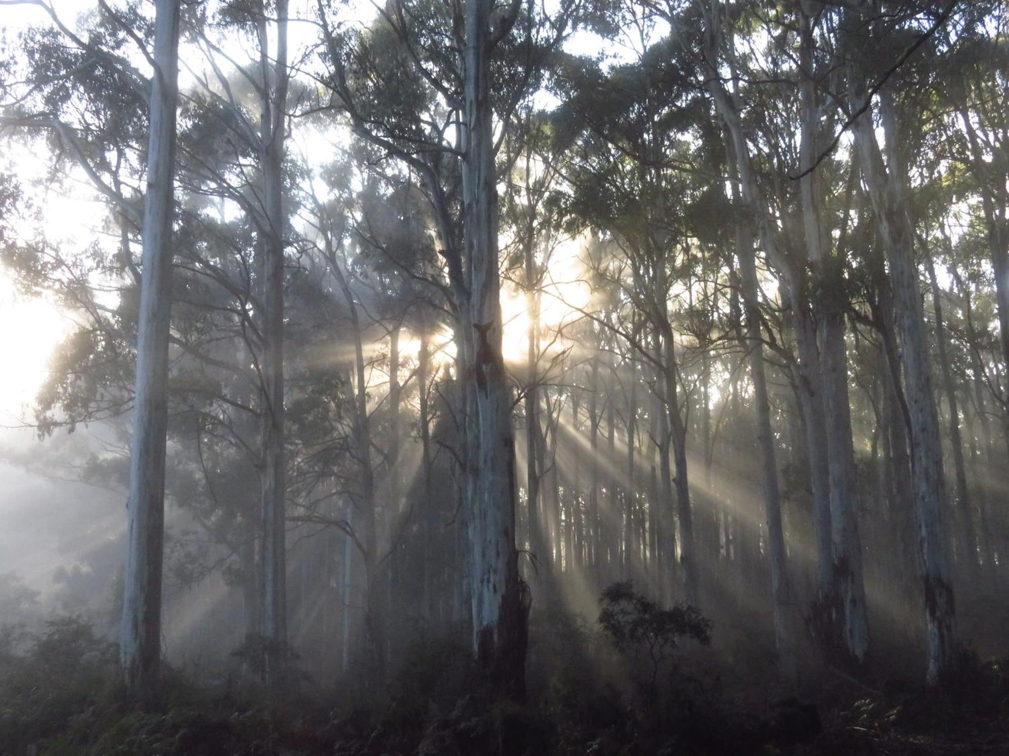 Sassafras Treehouse Private Home In The Dandenong Ranges, Victoria Luaran gambar