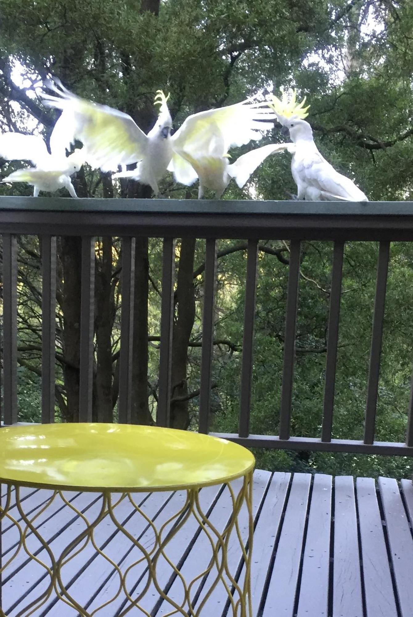 Sassafras Treehouse Private Home In The Dandenong Ranges, Victoria Luaran gambar